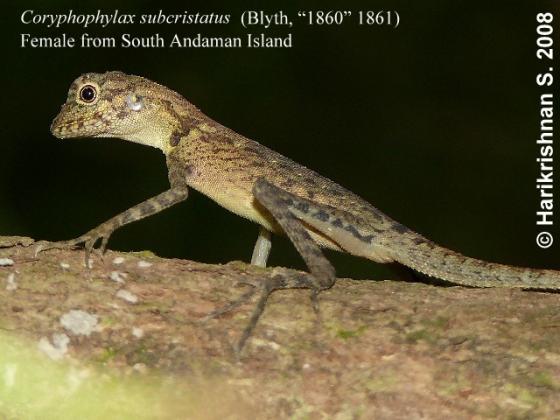 Гребенчатый лесной дракон (Coryphophylax subcristatus)