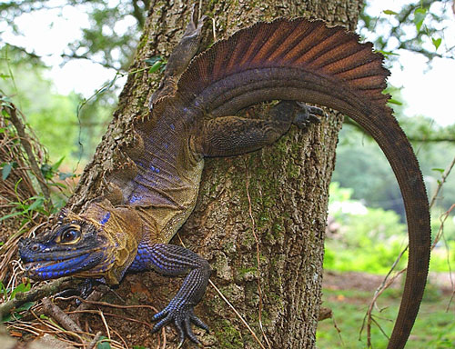 Филиппинская парусная агама (Hydrosaurus pustulatus)