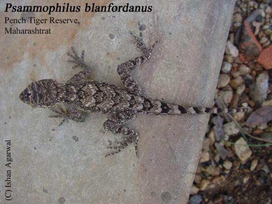 Песчаная агама Блэнфорда (Psammophilus blanfordanus)