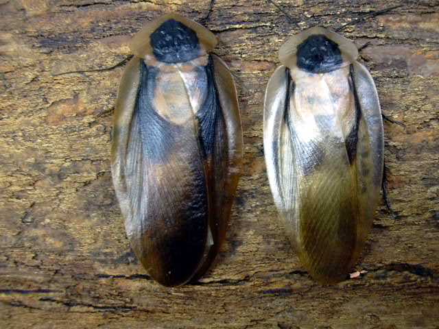 Таракан мёртвая голова (Blaberus carniifer)