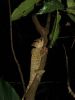 Acanthosaura-cardamomensis_7.jpg