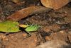Acanthosaura-lepidogaster_2.jpg