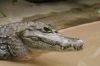 Caiman-crocodylus_2.jpg