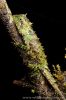 Phoxophrys-spiniceps-1.jpg