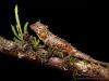 Phoxophrys-spiniceps-2.jpg