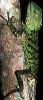 phoxophrys-borneensis-1.jpg